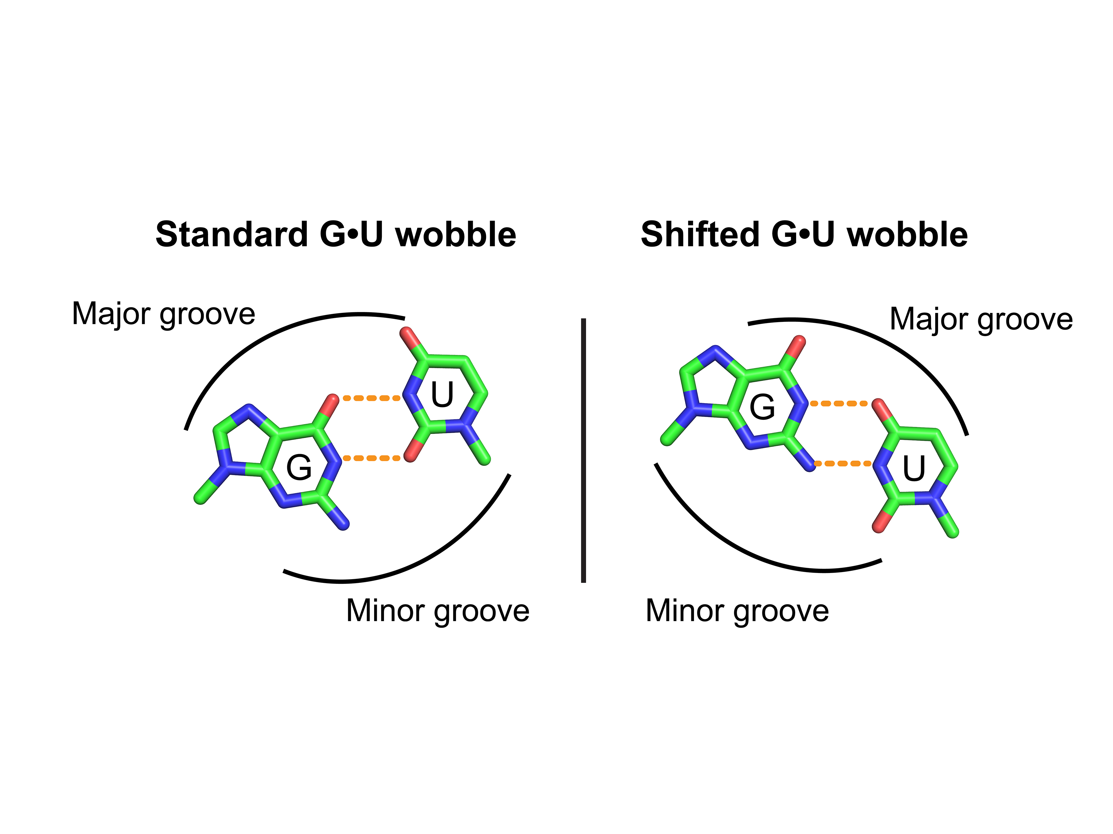 Wireframe model of guanine bound to uracil in "wobble" and "shifted wobble" conformations