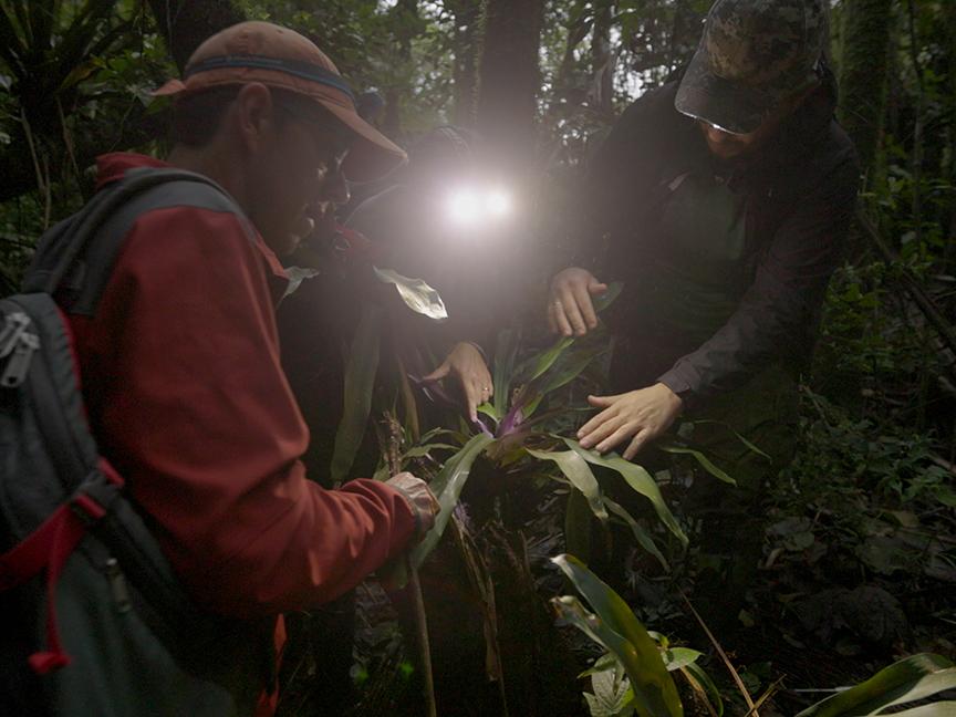 three people wearing headlamps looking at plant