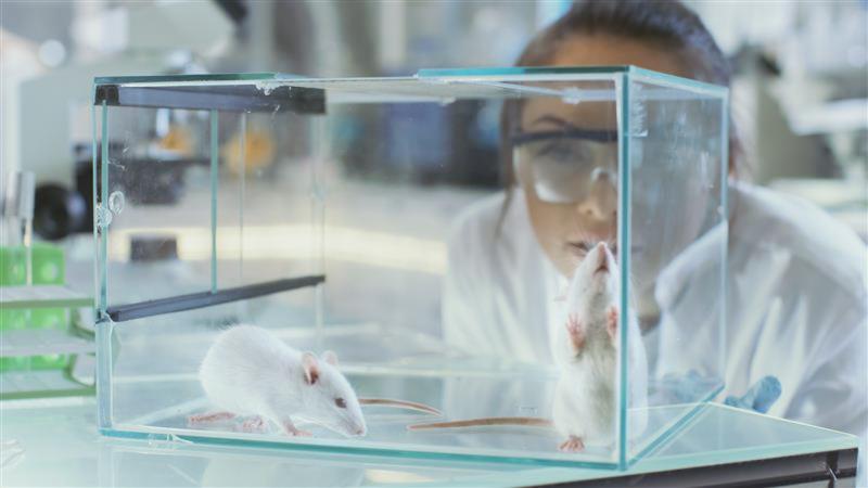 Student working with mice in the laboratory.