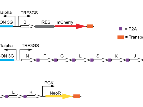 three sets of arrows depicting drug schematics