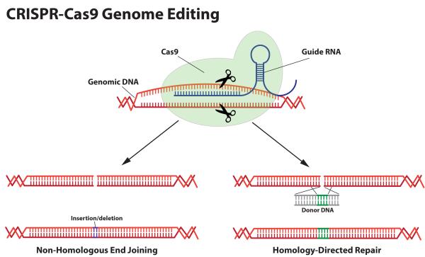TWO METHODS OF GENOME EDITING USING THE CRISPR-CAS9 SYSTEM