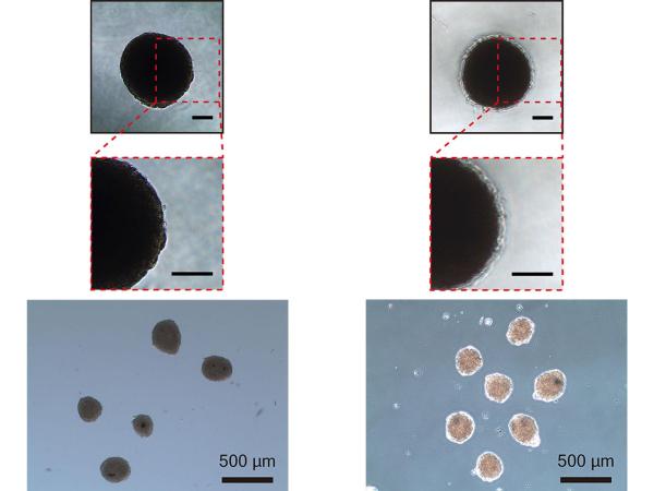 spheroids coated in a thin film