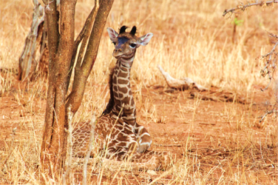 Newborn giraffes with large and irregularly shaped spots survive better during their first few months of life, according to a new study led by researchers from Penn State. Credit: Derek Lee, Wild Nature Institute/Penn State