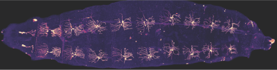 fluorescent image of larva