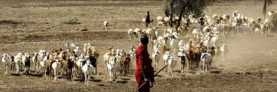 person herding goats in Africa