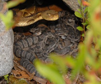 Rattlesnake hovering over her young