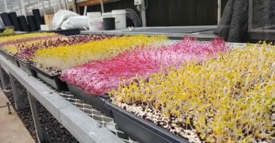 colorful plants in greenhouse