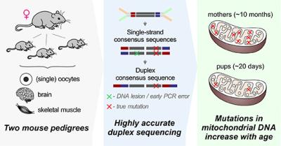 Scematic of experiment to show accumulation of new mutations in mitochondria of older mice