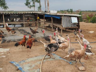 poultry farm in vietnam