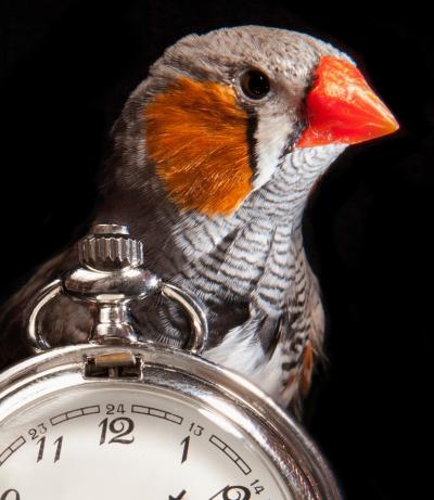 A finch stands over stopwatch
