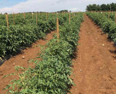 Rows of tomato plants