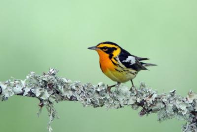 Blackburnian warbler on branch