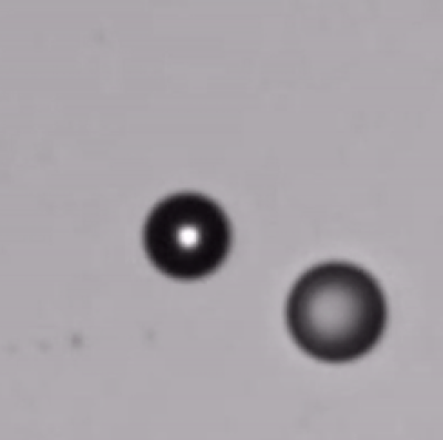 Oil droplets in surfactant solution