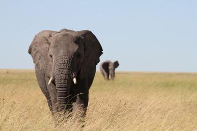 Elephant in grassland