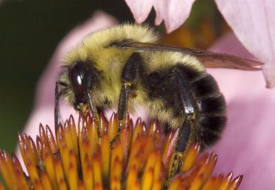Bumble bee on flower