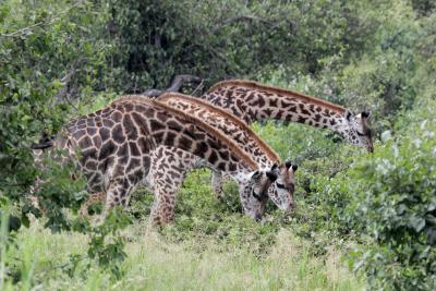 two giraffes foraging among trees