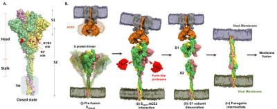 Graphic of viral entry into host cell mediated by spike protein