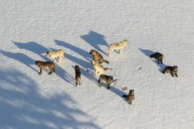 wolves in snow