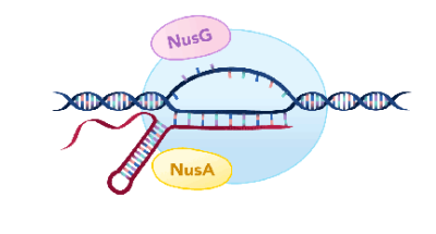 Model of Nus-dependent transcription termination