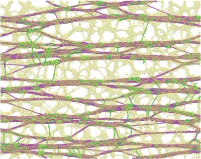 Model of plant cell wall components