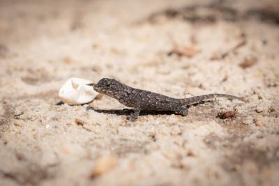 baby fence lizard and its egg