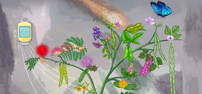 Artist's conception of legume family tree