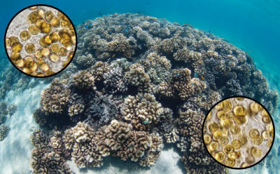 Pocillopora corals
