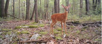 fawn in woods as photographed on a camera trap