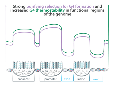 Graph showing increase in selection and stability in G4 regions of genome