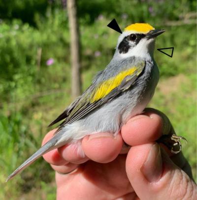 warbler hybrid with black face mask and white throat