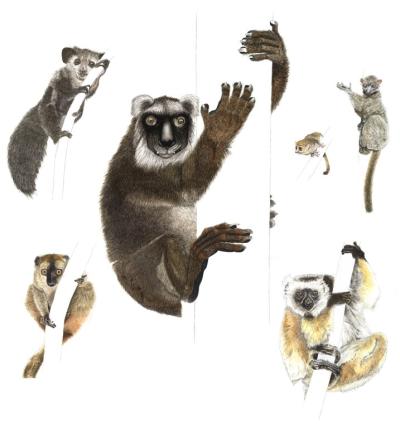 lemur illustrations credit Joel Borgerson