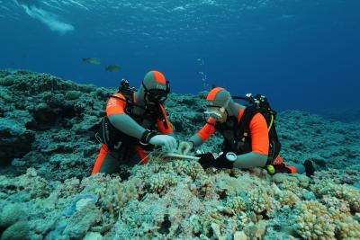 Divers in scuba gear collecting coral samples