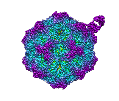 antibody attaching to canine parvovirus