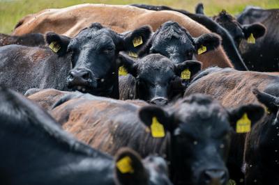 herd of cows with ear tags