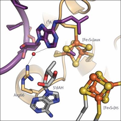 illustration of MiaB protein binding to tRNA