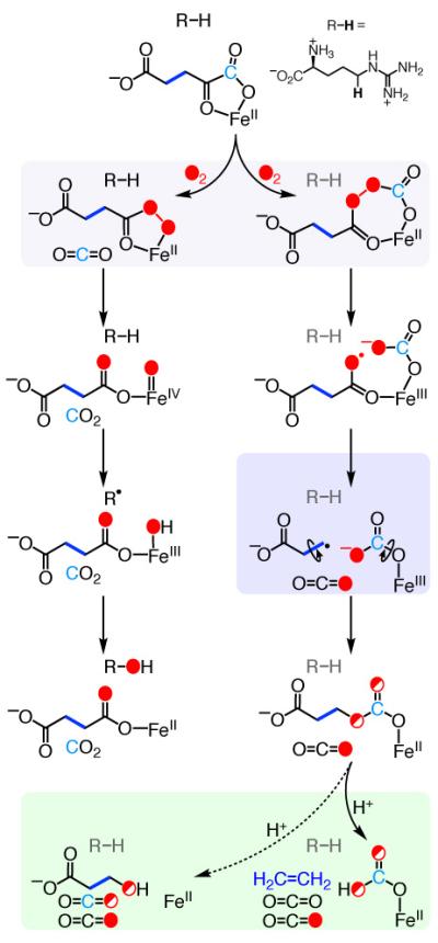 Mechanisms of the ethylene-forming enzyme (EFE) reactions