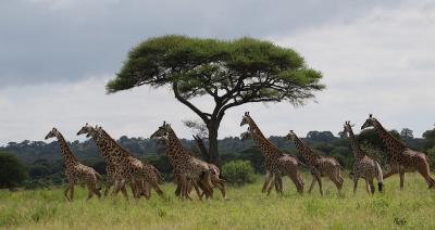 group of giraffes by tree. Credit Derek Lee