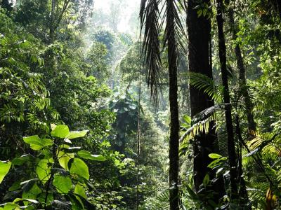 trees in rainforest. Credit: ALENKA SKVARC, UNSPLASH