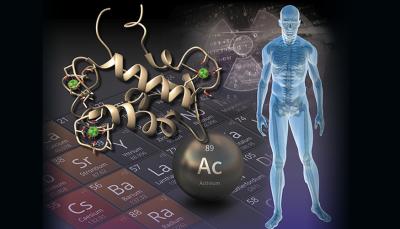 illustration including periodic table, proteins, actinium, and a human body. Credit  Thomas Reason/LLNL