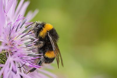 Bumble bee on flower. Credit: Eduardo Goody, Unsplash