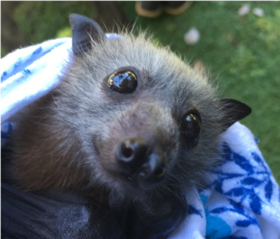 Grey-headed flying fox at the Tolga Bat Hospital