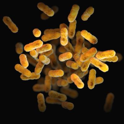 Computer-generated image of bacteria that produces whooping cough. Credit CDC/Unsplash