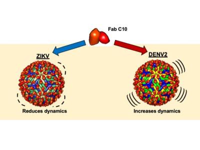 Illustration of how an antibody neutralizes both Zika and dengue viruses