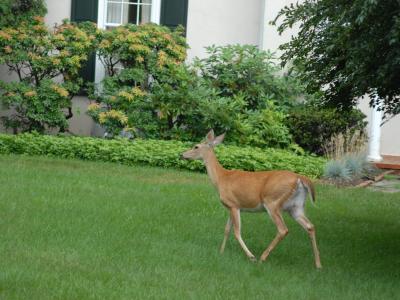 Deer on lawn in front of house