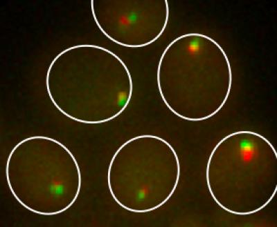 Cells showing chemically induced chromosomal interactions
