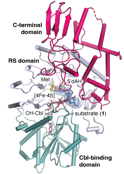illustration of the enzyme TokK