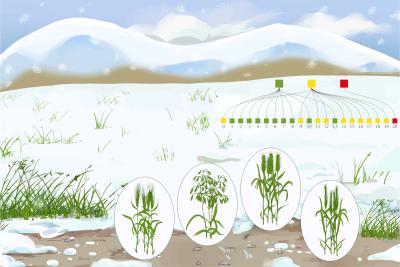 Artist's depiction of cold adapted grasses, with gene duplications represented by colored boxes