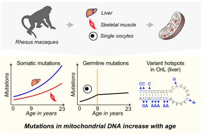 Graphs showing increase in mutation frequency in mitochondrial DNA in aging rhesus macaques