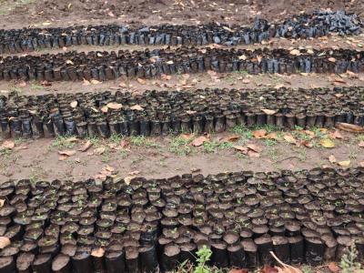 rows of tree saplings ready to be planted