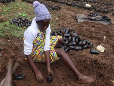 woman planting a tree